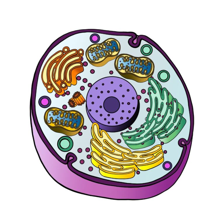 Comprehensive IB Biology SL & HL Syllabus | TYCHR