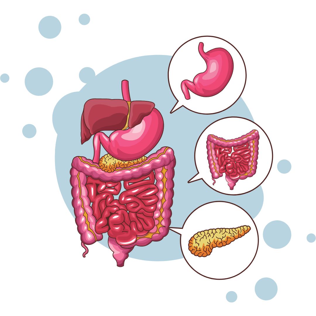 Comprehensive IB Biology SL & HL Syllabus | TYCHR