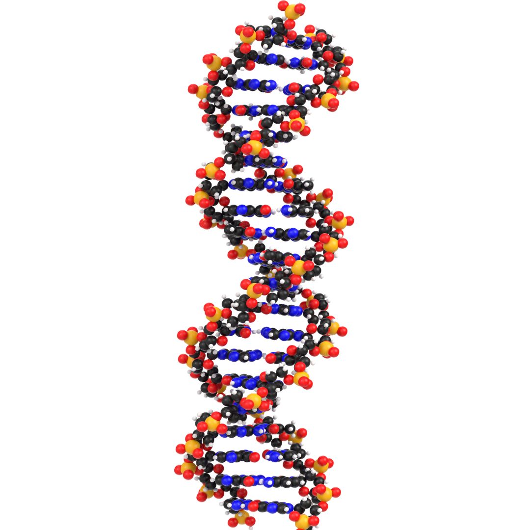 Comprehensive IB Biology SL & HL Syllabus | TYCHR