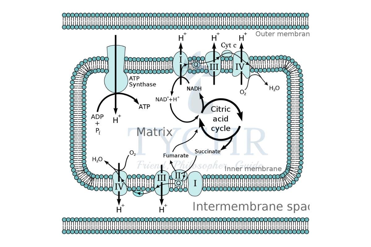 IBDP Biology | Metabolism, Cell Inspiration and Photosynthesis Notes ...