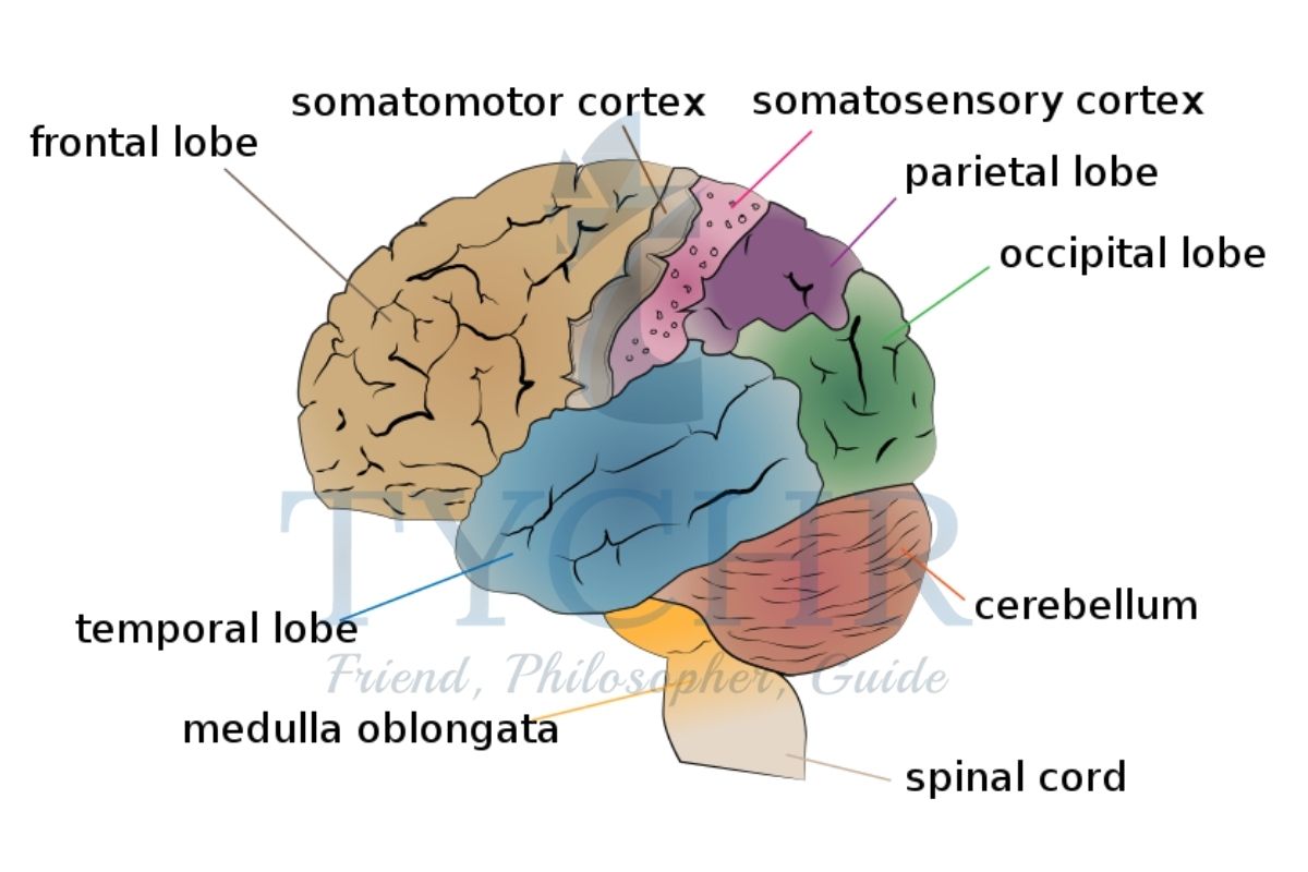 IB Psychology | Biologically Approach to Behaviour Notes | TYCHR