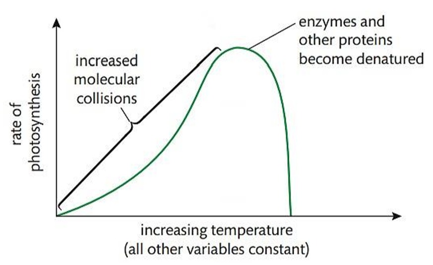 Fig. 2.13 Rate of photosynthesis vs. temperature