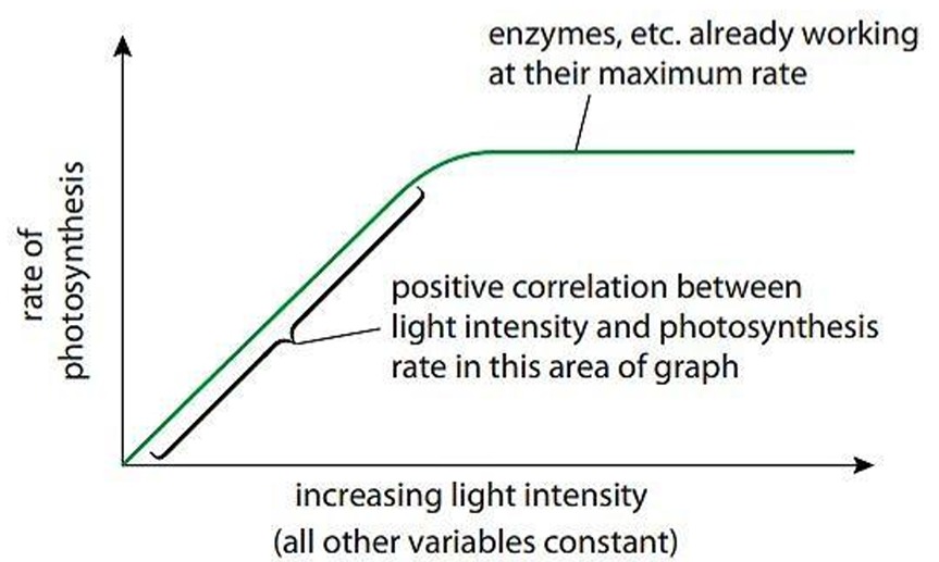 Fig. 2.12 Rate of photosynthesis vs. light intensity