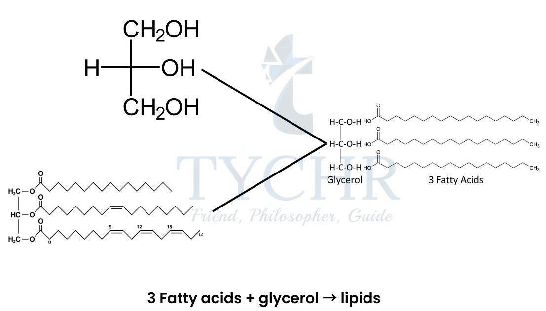 IB Biology Molecular Biology Notes TYCHR