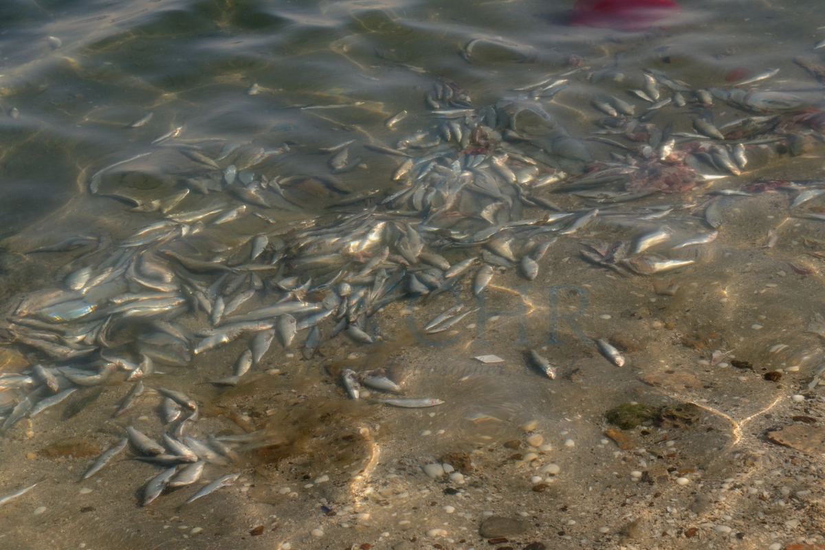 IB ESS Water, Aquatic, Food Production Systems and Societies Notes