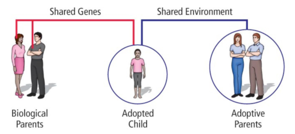 IBDP Psychology Chapter 2 Notes: Biological Approach To Behavior | Tychr