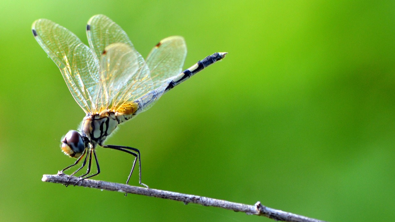 The Significance of Dragonfly Symbolism Unlocking the Mysteries of Nature's Winged Beauty
