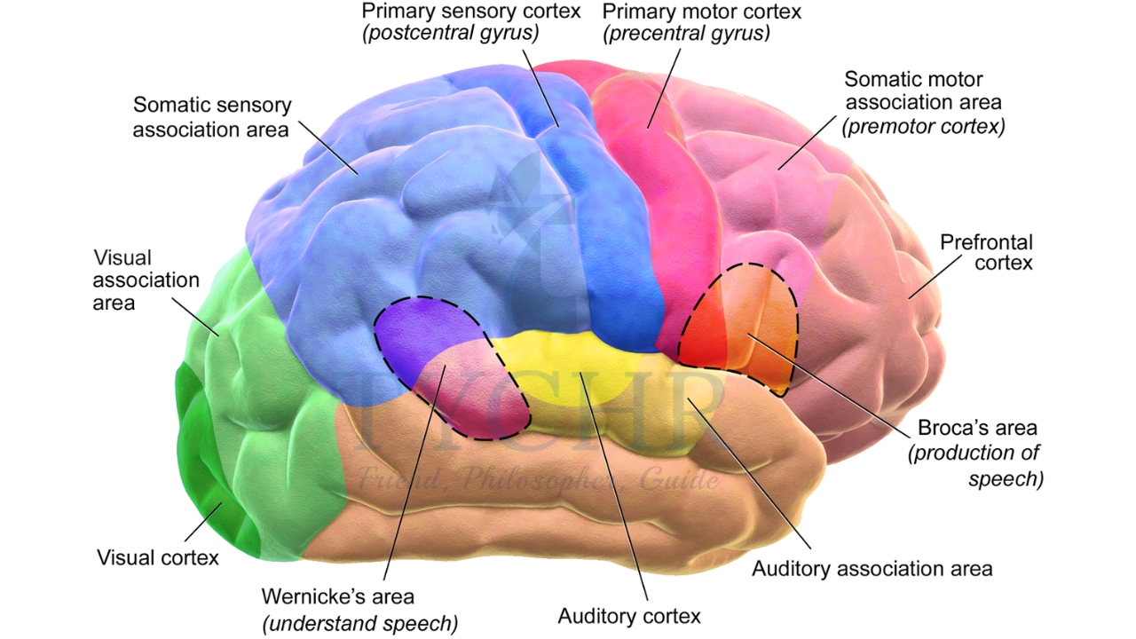 IBDP Psychology Chapter 2 Notes: Biological Approach to Behavior | Tychr