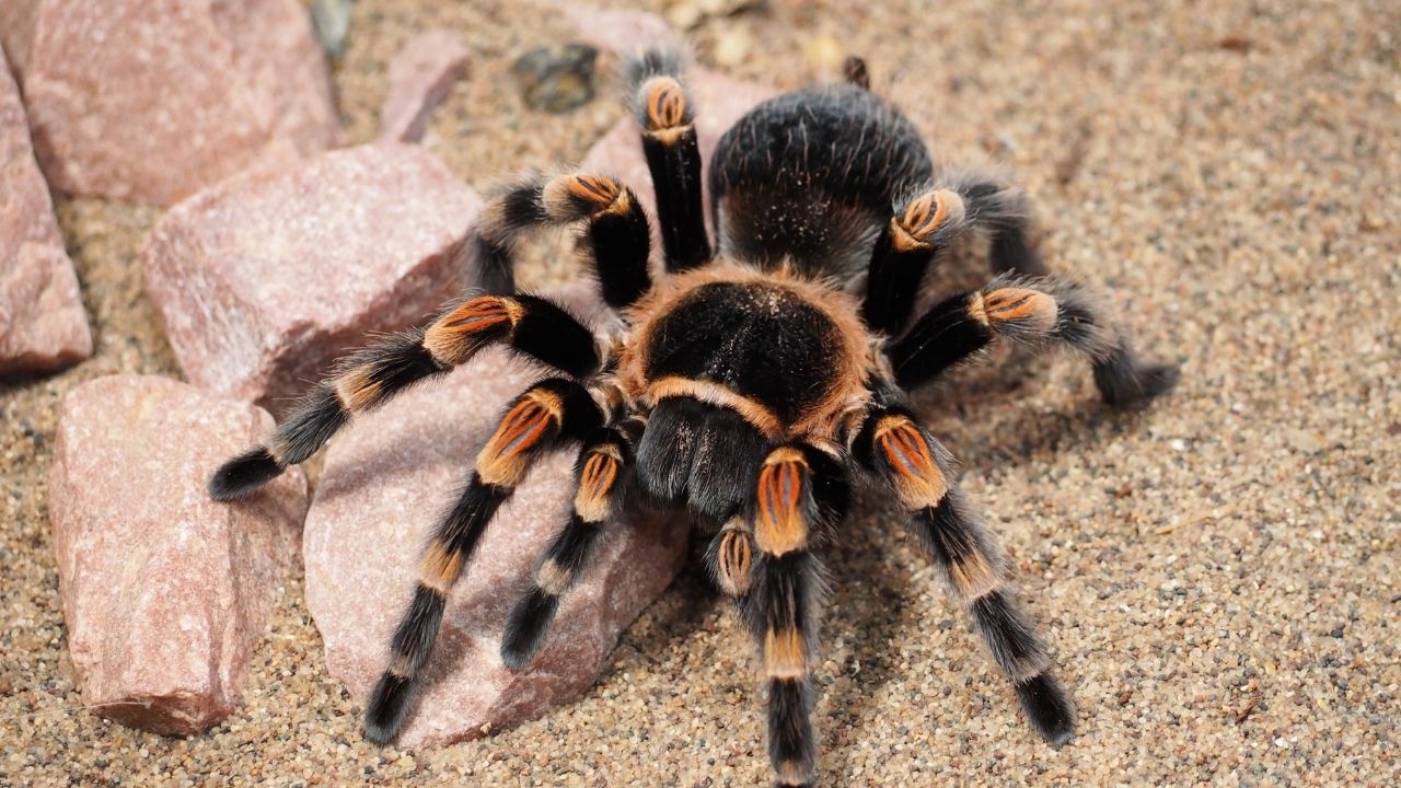 Spiders are relatively harmless despite their scary appearance. They have  adapted to live in nearly every single habitat and are …