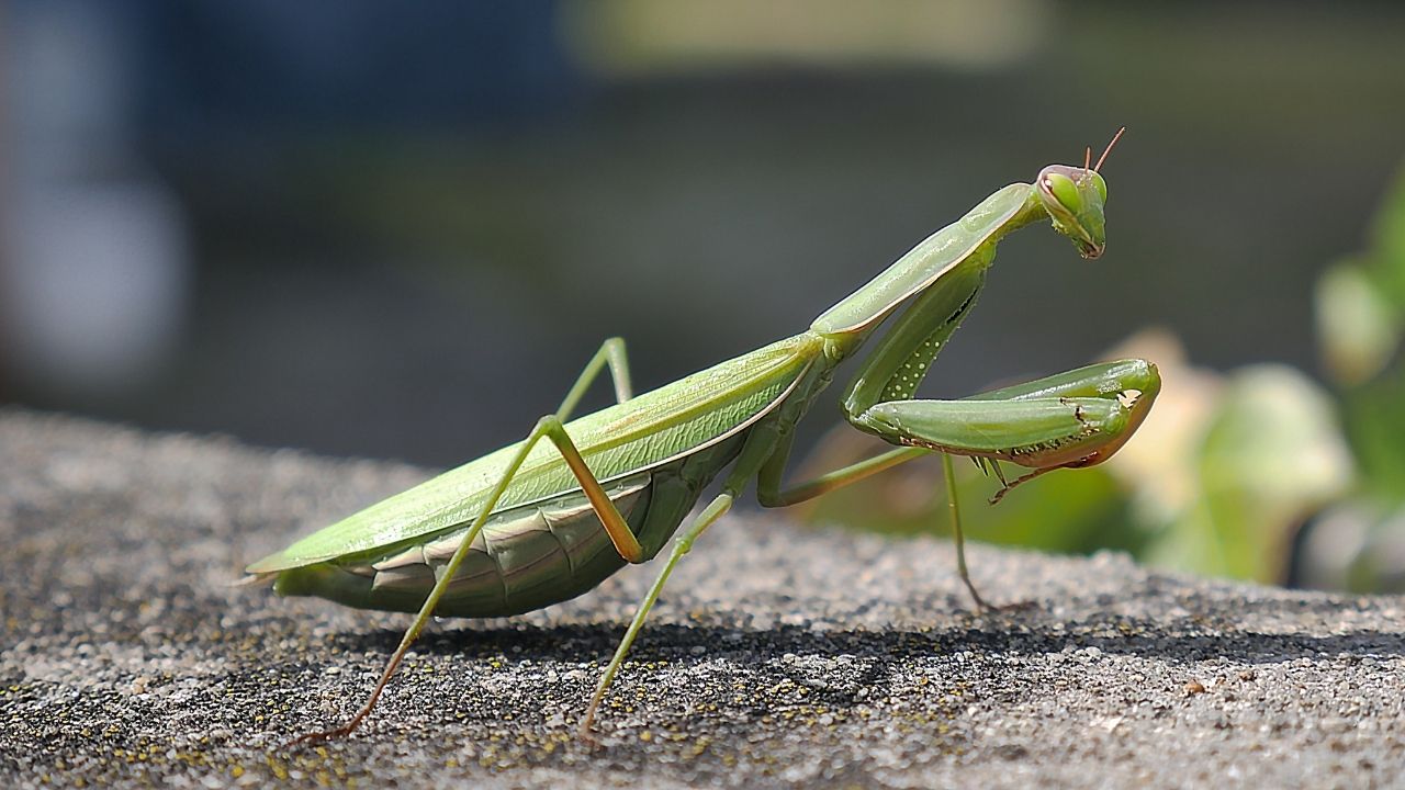 Do Praying Mantises Bite? Discovering the Truth about These Fascinating Insects
