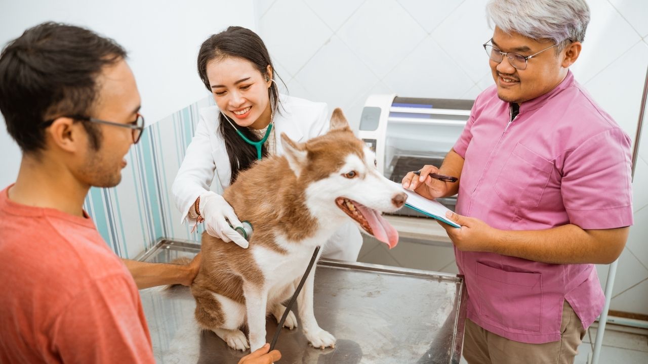 How to Become a Veterinarian: Pursuing a Career in Animal Healthcare