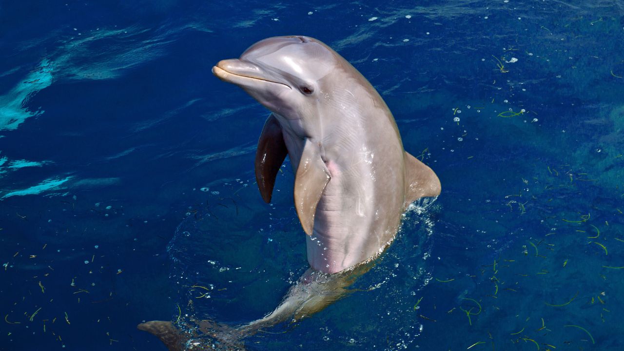 Dolphin or Fish: Unraveling the Marine Mammal Mystery