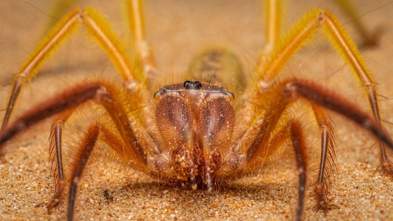 Camel Spiders in Iraq: Separating Fact from Fiction