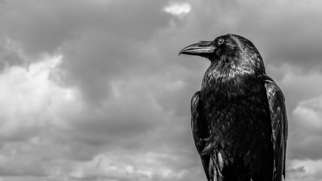 The Raven by Edgar Allan Poe: Summary and Analysis - TYCHR