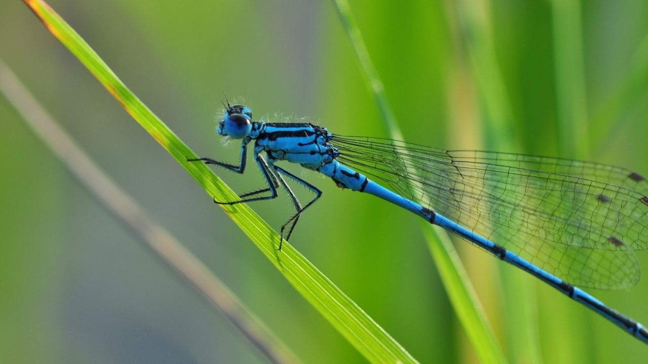 How Long Do Dragonflies Live Exploring the Lifespan of Fascinating Insects
